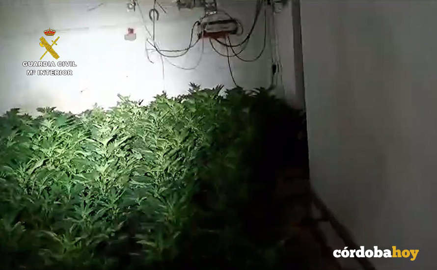 Plantación de marihuana tras el box de un caballo en Priego de Córdoba