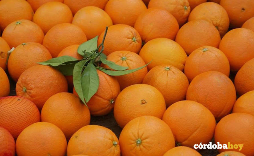 Naranjas de la provincia de Córdoba