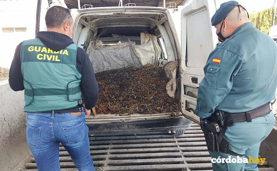 Aceitunas recuperadas por la Guardia Civil en Lucena