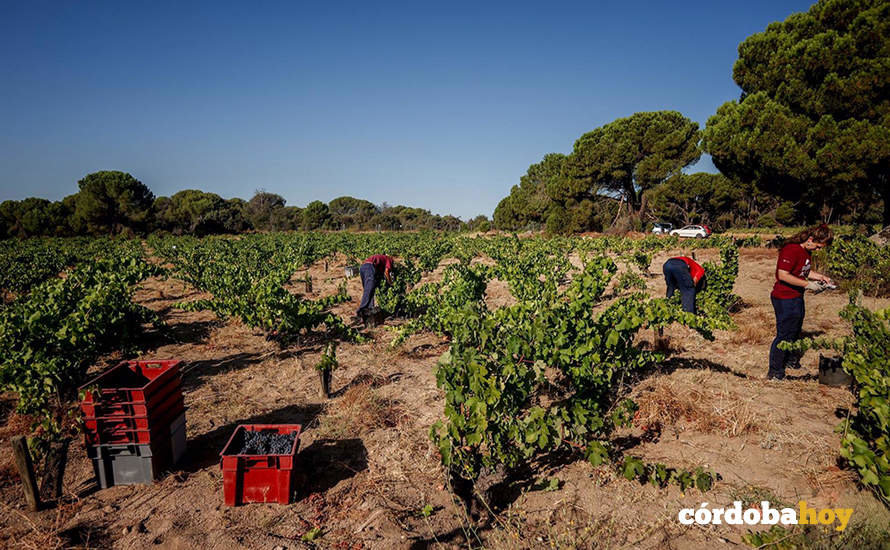 Tres trabajadores recogen uvas en el campo. Foto Ricardo Rubio (Europa Press)