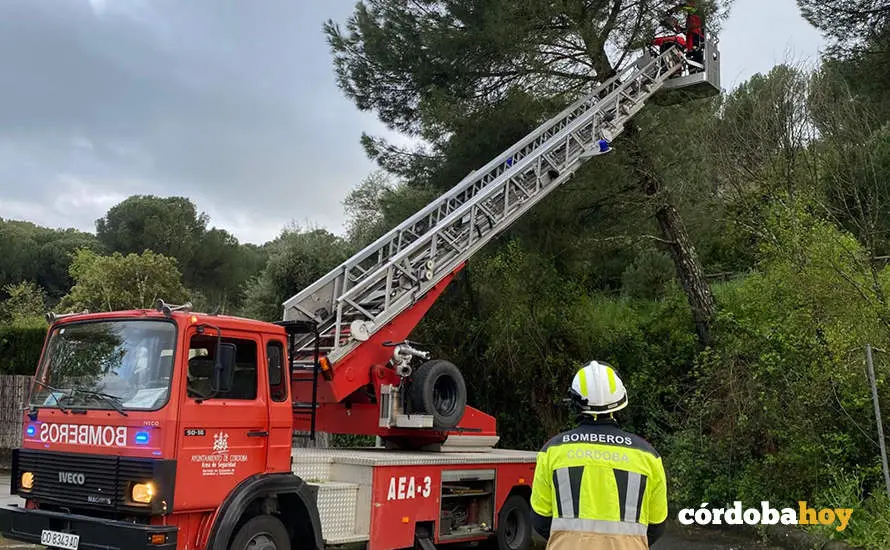 Actuaci&oacute;n del SEIS en saneamiento de &aacute;rboles FOTO CORDOBAFIRE