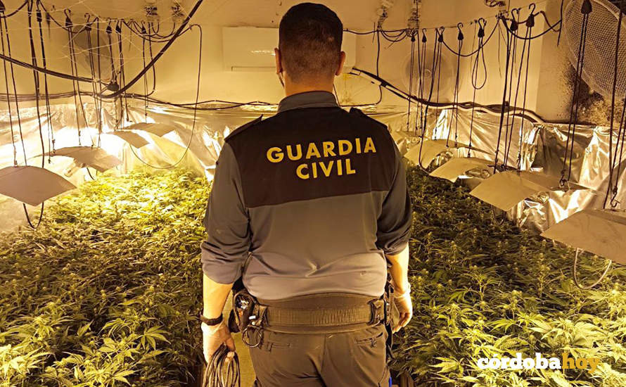 Agente de la Guardia Civil en la plantación de marihuana de Bujalance
