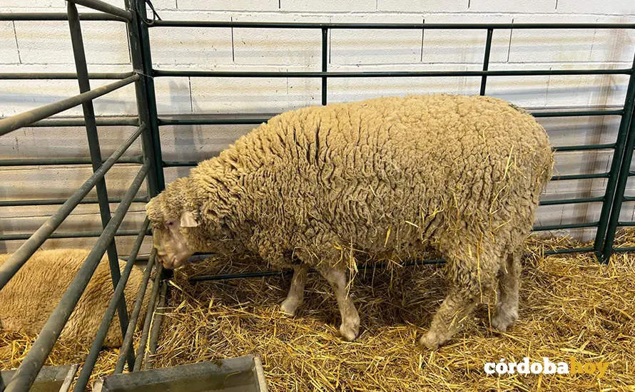 Feria Agroganadera de Los Pedroches 2024