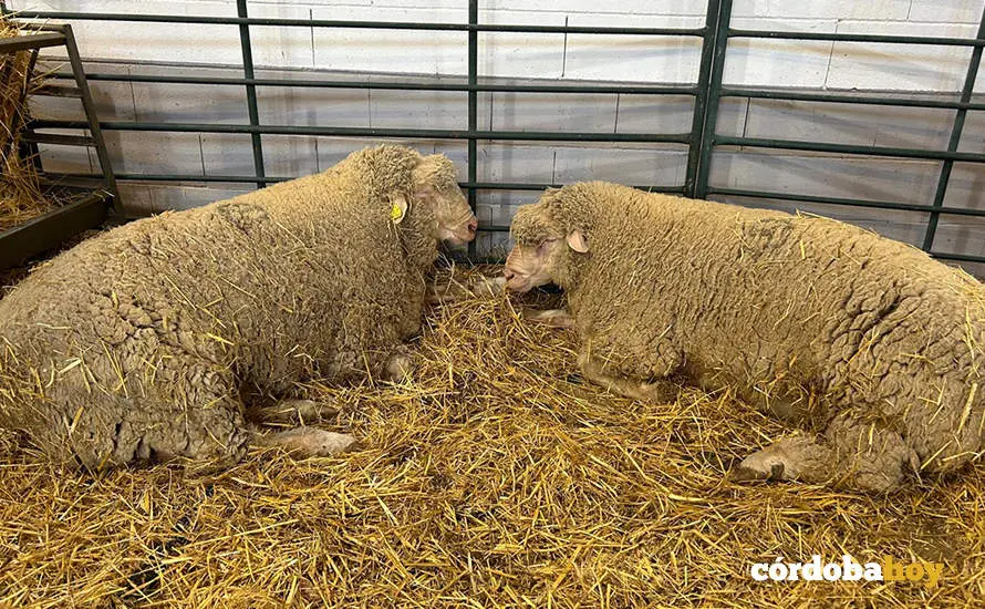Feria Agroganadera de Los Pedroches 2024