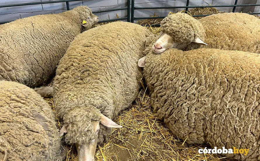 Feria Agroganadera de Los Pedroches 2024