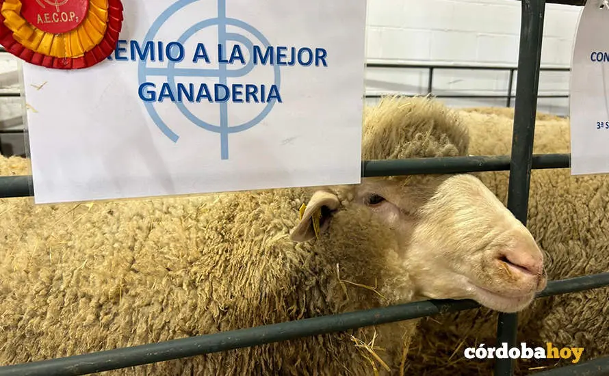 Feria Agroganadera de Los Pedroches 2024