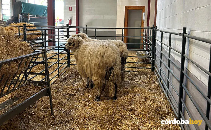 Feria Agroganadera de Los Pedroches 2024