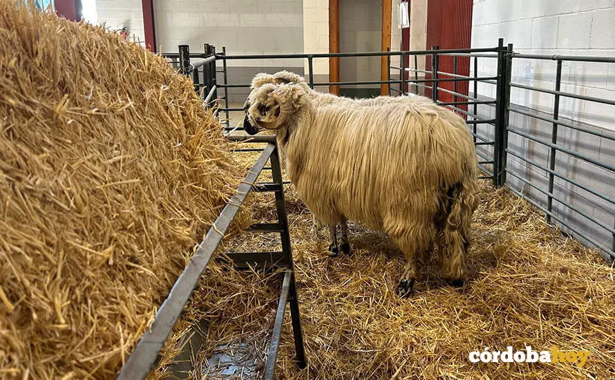 Feria Agroganadera de Los Pedroches 2024