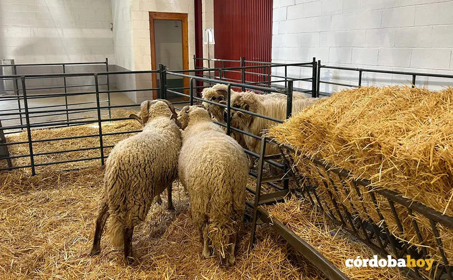 Feria Agroganadera de Los Pedroches 2024