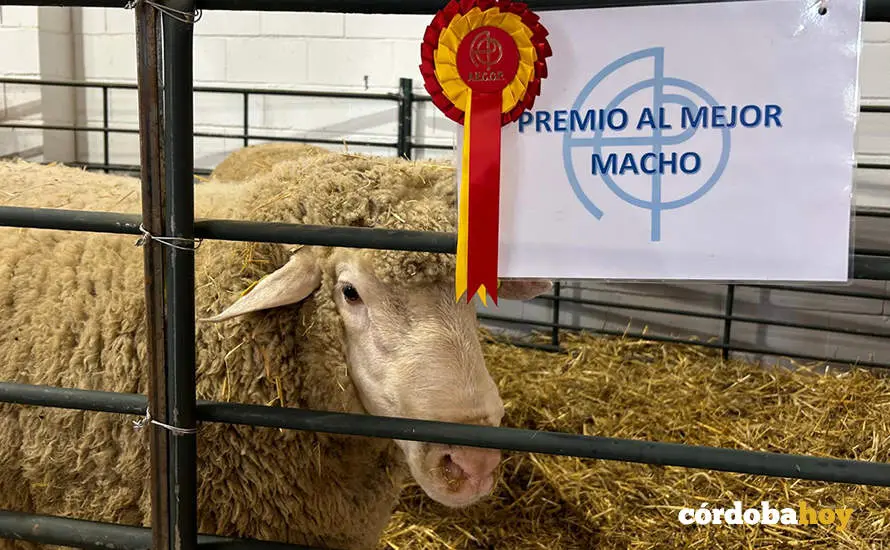 Feria Agroganadera de Los Pedroches 2024
