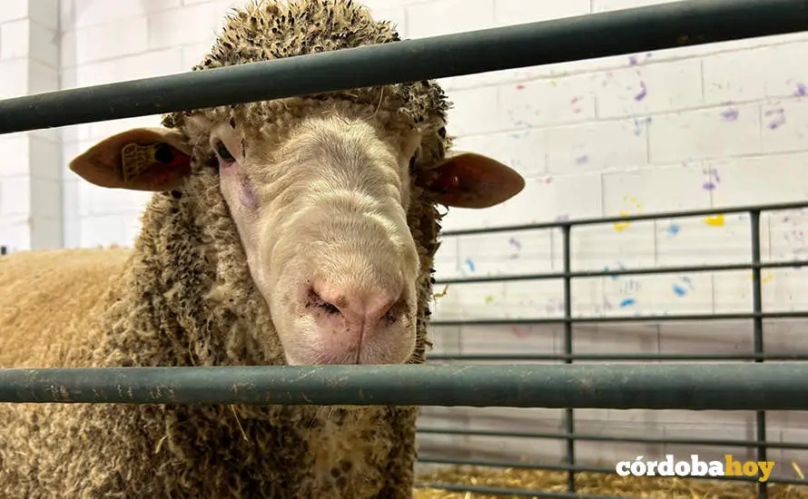 Feria Agroganadera de Los Pedroches 2024