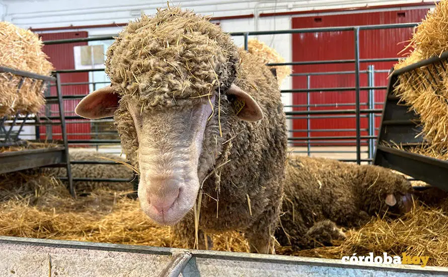 Feria Agroganadera de Los Pedroches 2024