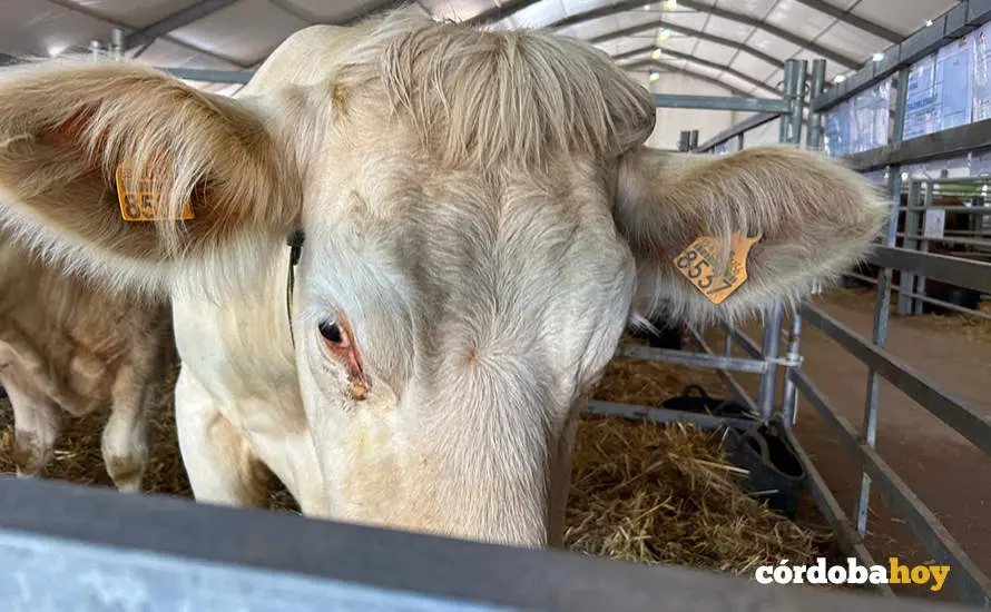 Feria Agroganadera de Los Pedroches 2024