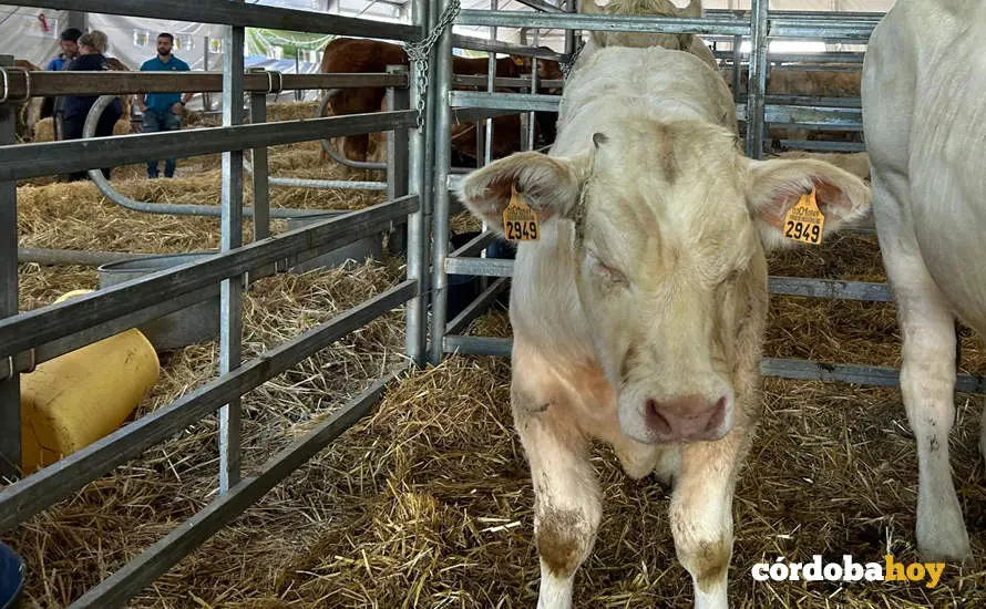 Feria Agroganadera de Los Pedroches 2024