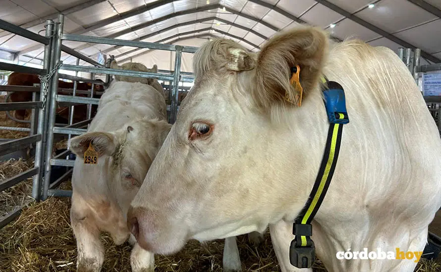 Feria Agroganadera de Los Pedroches 2024
