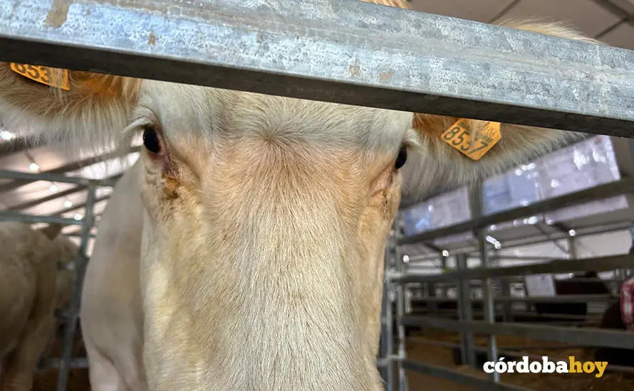 Feria Agroganadera de Los Pedroches 2024