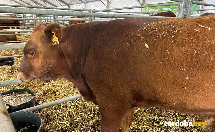 Feria Agroganadera de Los Pedroches 2024