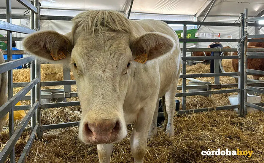 Feria Agroganadera de Los Pedroches 2024