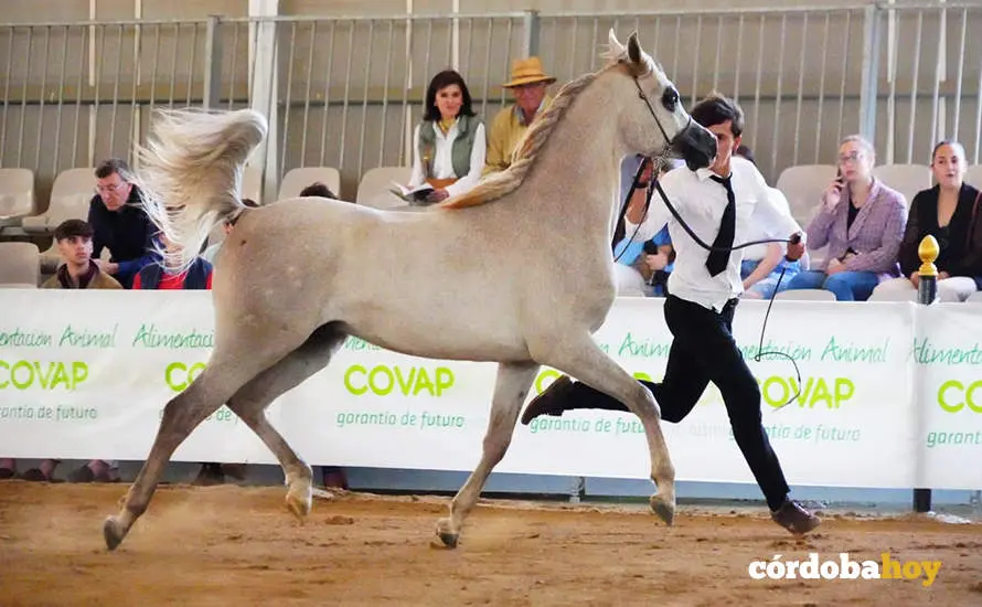 Feria Agroganadera de Los Pedroches 2024