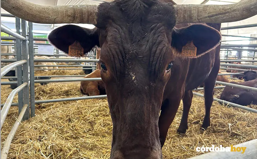 Feria Agroganadera de Los Pedroches 2024