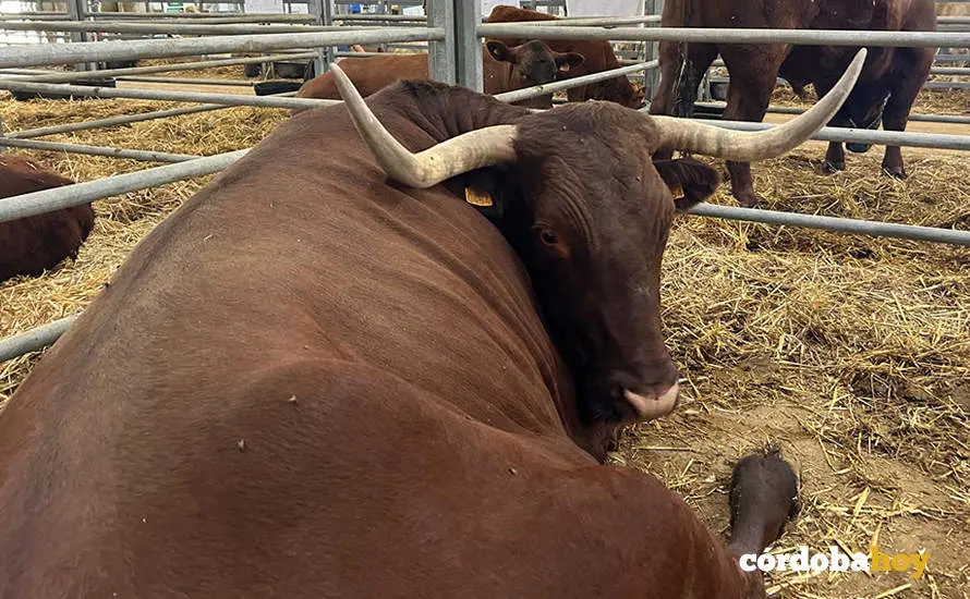Feria Agroganadera de Los Pedroches 2024