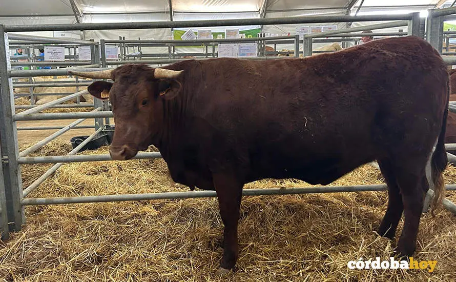 Feria Agroganadera de Los Pedroches 2024