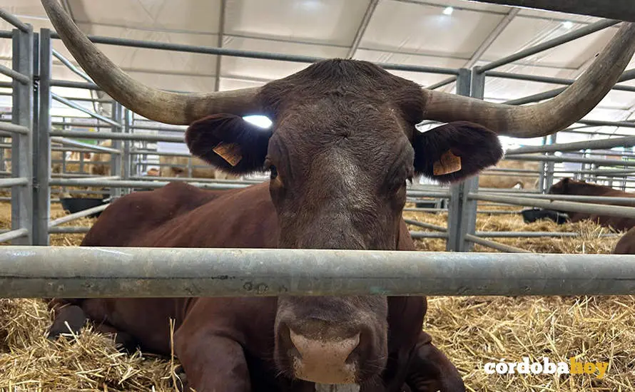 Feria Agroganadera de Los Pedroches 2024