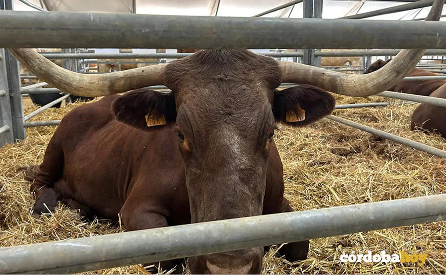 Feria Agroganadera de Los Pedroches 2024
