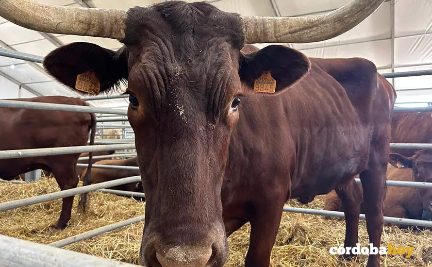 Feria Agroganadera de Los Pedroches 2024