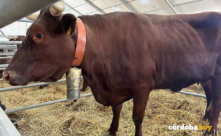Feria Agroganadera de Los Pedroches 2024