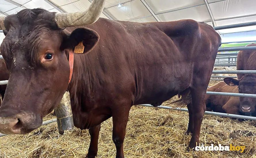 Feria Agroganadera de Los Pedroches 2024