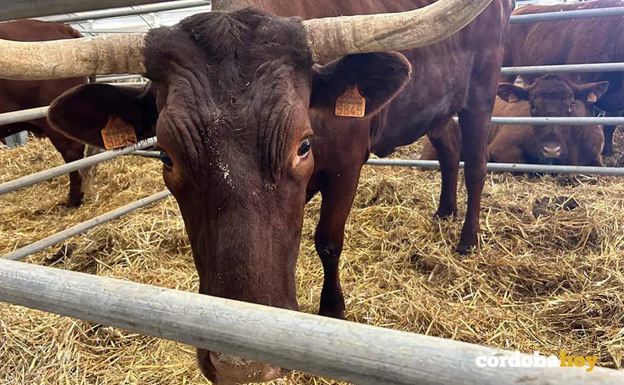Feria Agroganadera de Los Pedroches 2024