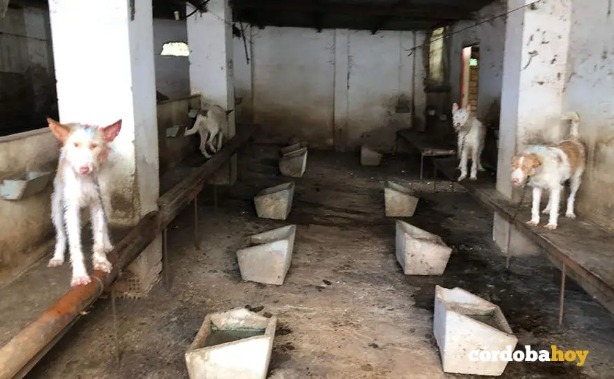 Perros de la rehala intervenida por el Seprona y Galgos del Sur en Hornachuelos FOTO GALGOS DEL SUR