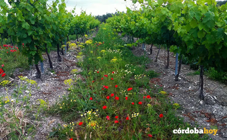 Vi&ntilde;edos ecol&oacute;gicos de Bodegas Robles en Montilla