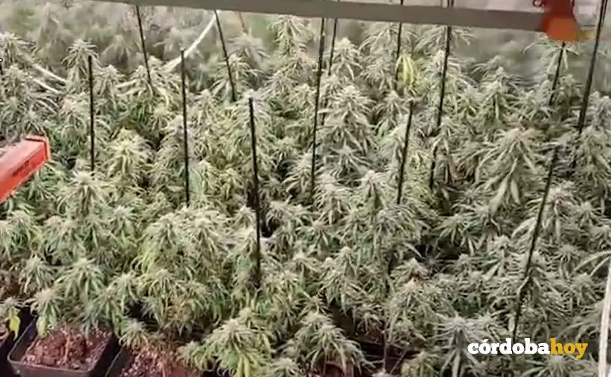 MARIHUANA