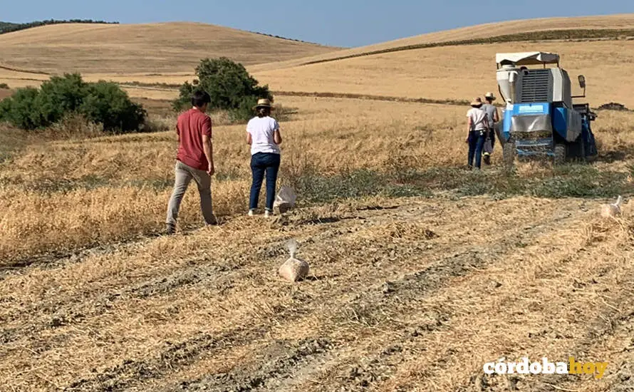 Recogida de los ensayos de garbanzos para conseguir una Indicaci&oacute;n Geogr&aacute;fica Protegida Campi&ntilde;a Cordobesa