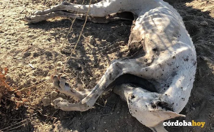 El galgo muerto de hambre y sed por abandono en una finca de La Rambla FOTO GALGOS DEL SUR