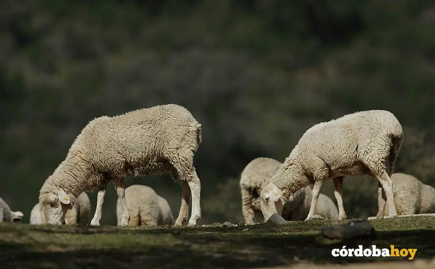 Ganado ovino en la dehesa, en una imagen de archivo FOTO JUNTA DE ANDALUC&Iacute;A