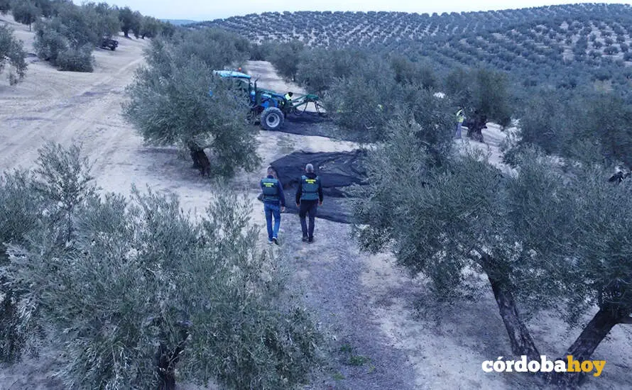 Guardias civiles inspeccionando un olivar cordob&eacute;s, en una imagen de archivo FOTO GUARDIA CIVIL
