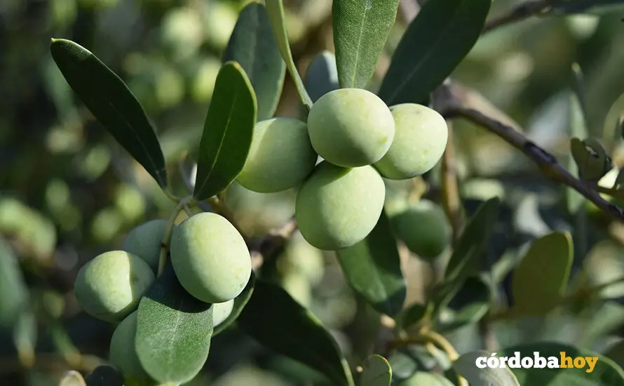 Olivo con aceitunas a&uacute;n verdes FOTO JUNTA DE ANDALUC&Iacute;A