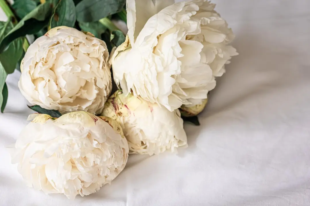  Decoraci&oacute;n con peonias flores: ideas hogar y eventos 