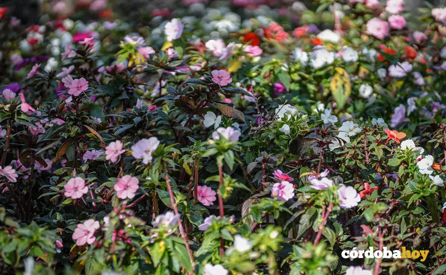 gramineas