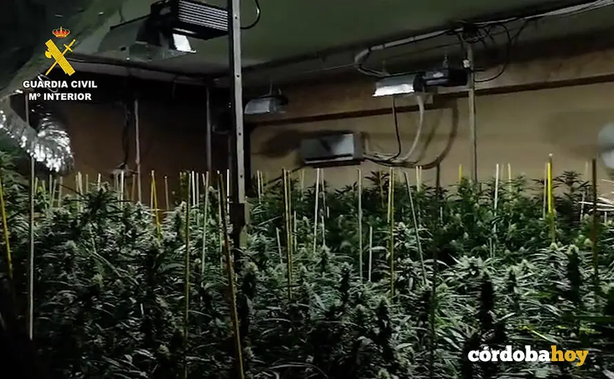 Plantaci&oacute;n de marihuana en el interior de una vivienda en Monturque, que ha sido desmantelada por la Benem&eacute;rita FOTO GUARDIA CIVIL