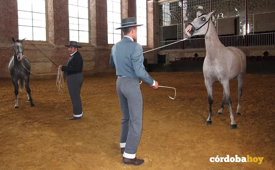Adiestramiento de caballos en las Caballerizas Reales de C&oacute;rdoba., en una imagen de archivo FOTO EUROPA PRESS