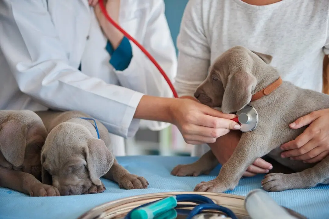  Curso de Auxiliar Veterinario: Toda la informaci&oacute;n para trabajar en veterinaria 