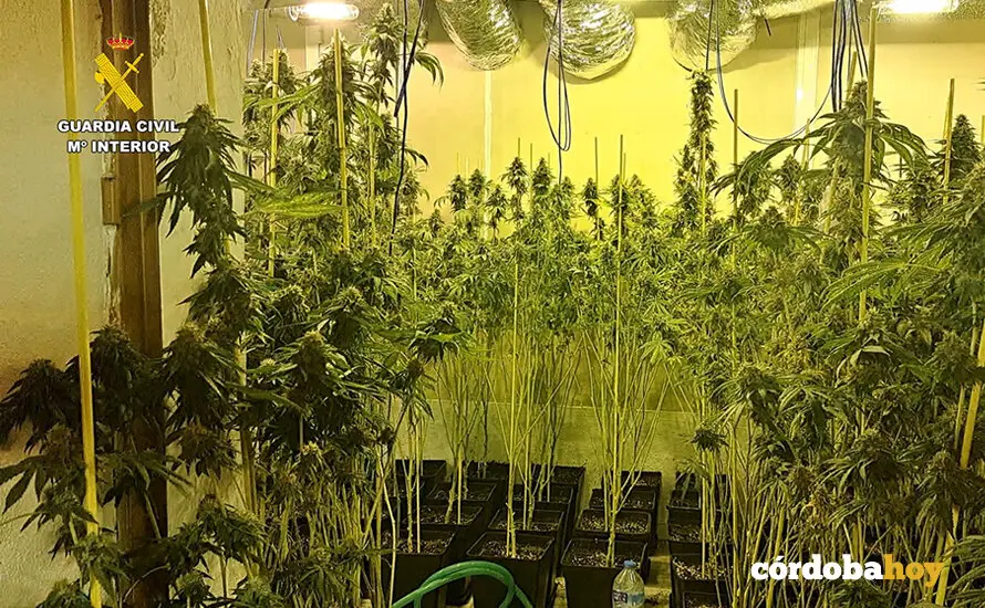 Marihuana localizada por la Guardia Civil en Bujalance FOTO GUARDIA CIVIL