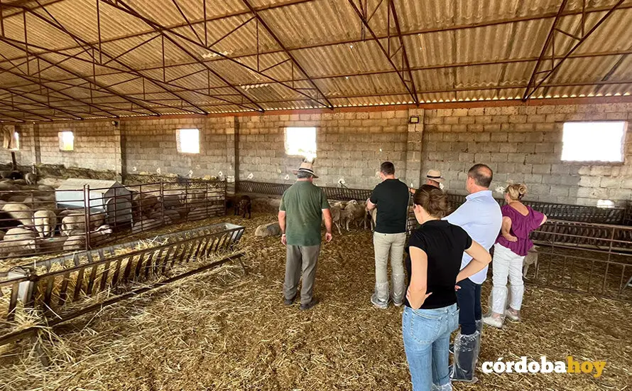 Visita de Ram&oacute;n Fern&aacute;ndez-Pacheco a explotaciones ganaderas del Norte de C&oacute;rdoba para conocer la incidencia de la lengua azul den el ganado FOTO JUNTA DE ANDALUC&Iacute;A