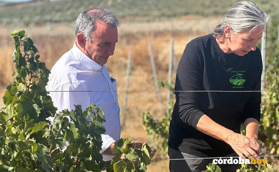 Enrique Santiago contempla el da&ntilde;o provocado por el mildiu en un vi&ntilde;edo cordob&eacute;s FOTO SUMAR
