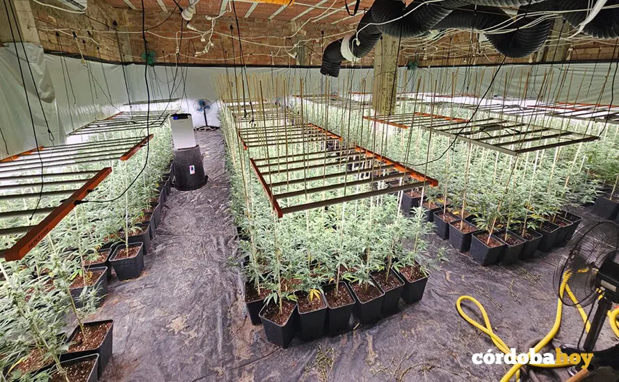 Plantaci&oacute;n de marihuana desmantelada en Guadalc&aacute;zar FOTO GUARDIA CIVIL