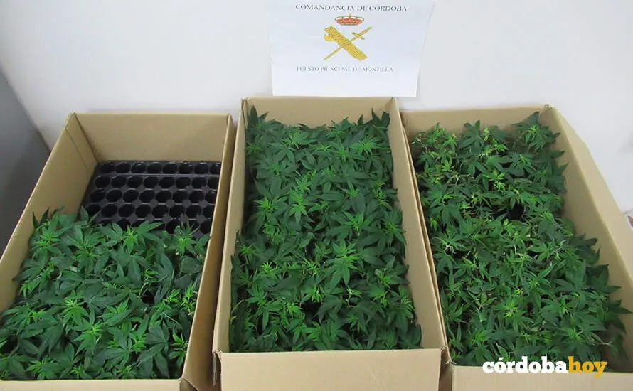 Plantas de marihuana localizada por la Guardia Civil en Montilla FOTO GUARDIA CIVIL